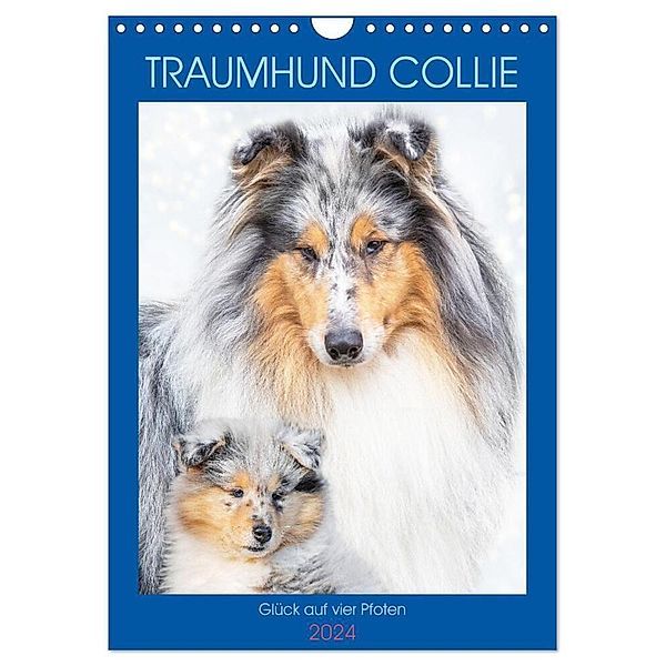 Traumhund Collie - Glück auf vier Pfoten (Wandkalender 2024 DIN A4 hoch), CALVENDO Monatskalender, Sigrid Starick
