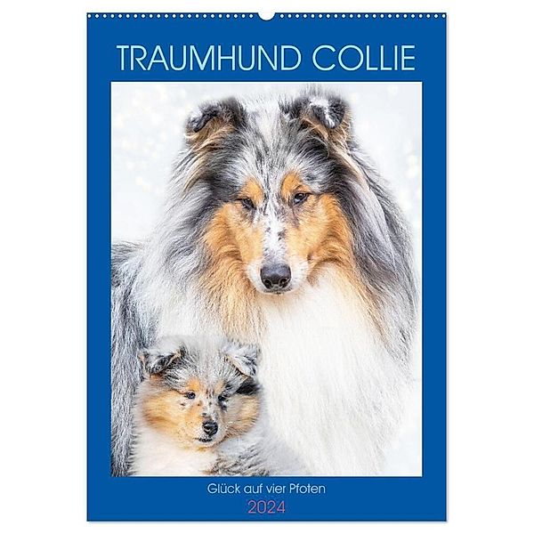 Traumhund Collie - Glück auf vier Pfoten (Wandkalender 2024 DIN A2 hoch), CALVENDO Monatskalender, Sigrid Starick