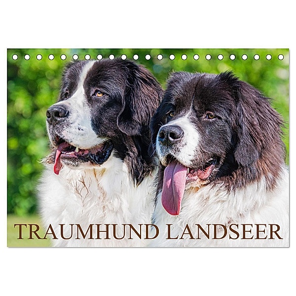 Traumhund Landseer (Tischkalender 2024 DIN A5 quer), CALVENDO Monatskalender, Sigrid Starick