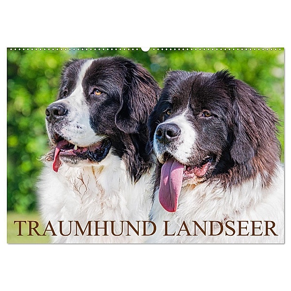 Traumhund Landseer (Wandkalender 2024 DIN A2 quer), CALVENDO Monatskalender, Sigrid Starick