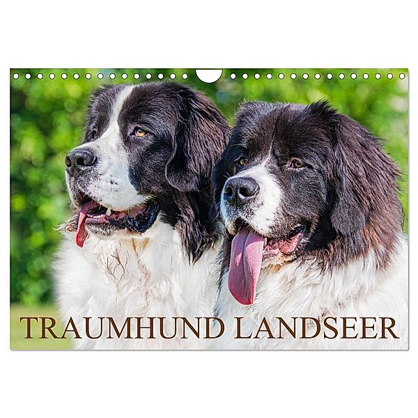Traumhund Landseer (Wandkalender 2024 DIN A4 quer), CALVENDO Monatskalender, Sigrid Starick