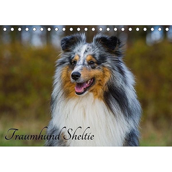 Traumhund Sheltie (Tischkalender 2017 DIN A5 quer), Sigrid Starick