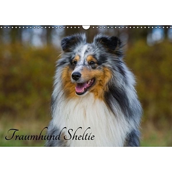 Traumhund Sheltie (Wandkalender 2016 DIN A3 quer), Sigrid Starick