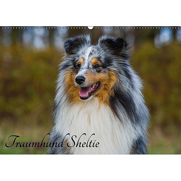 Traumhund Sheltie (Wandkalender 2017 DIN A2 quer), Sigrid Starick