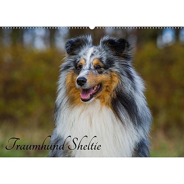 Traumhund Sheltie (Wandkalender 2023 DIN A2 quer), Sigrid Starick
