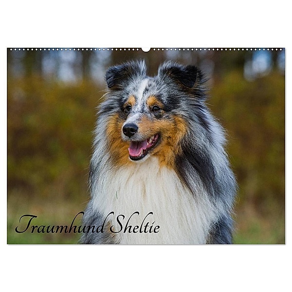 Traumhund Sheltie (Wandkalender 2024 DIN A2 quer), CALVENDO Monatskalender, Sigrid Starick
