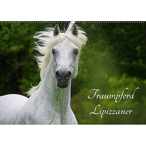 Traumpferd Lipizzaner (Wandkalender 2019 DIN A2 quer), Sigrid Starick