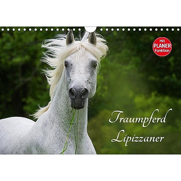 Traumpferd Lipizzaner (Wandkalender 2021 DIN A4 quer), Sigrid Starick