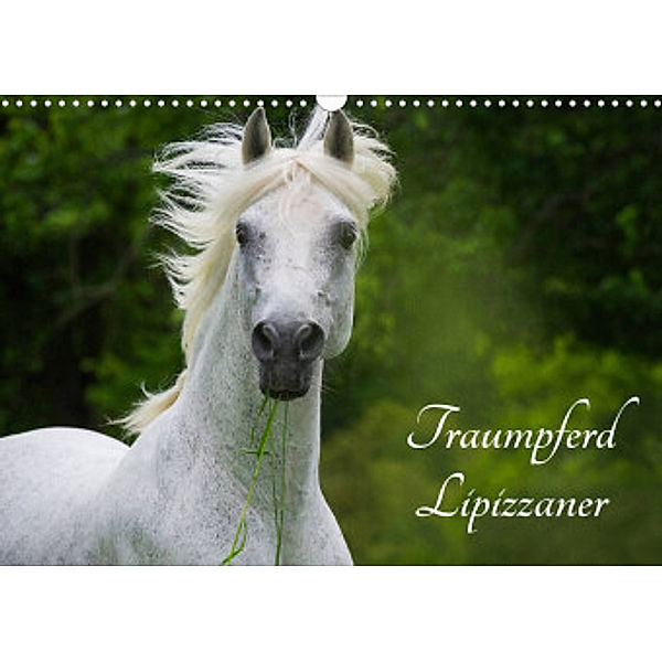 Traumpferd Lipizzaner (Wandkalender 2022 DIN A3 quer), Sigrid Starick