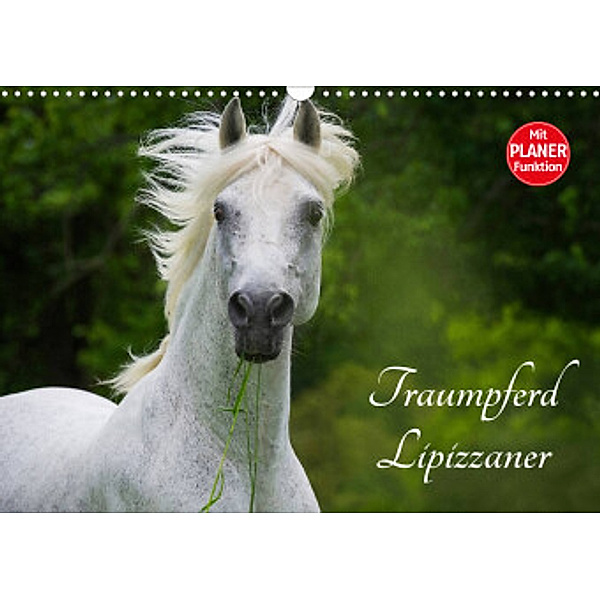 Traumpferd Lipizzaner (Wandkalender 2022 DIN A3 quer), Sigrid Starick