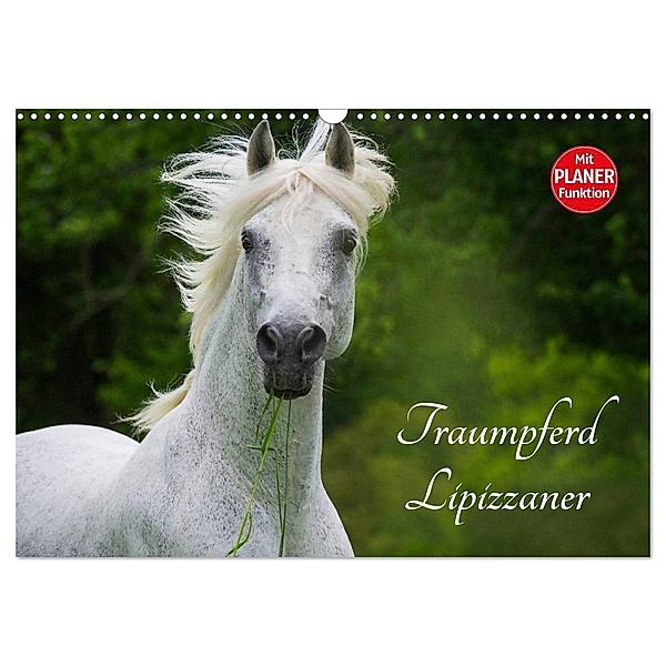 Traumpferd Lipizzaner (Wandkalender 2024 DIN A3 quer), CALVENDO Monatskalender, Sigrid Starick