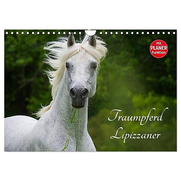 Traumpferd Lipizzaner (Wandkalender 2024 DIN A4 quer), CALVENDO Monatskalender, Sigrid Starick