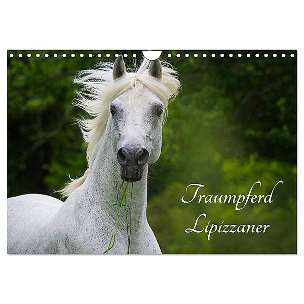 Traumpferd Lipizzaner (Wandkalender 2025 DIN A4 quer), CALVENDO Monatskalender, Calvendo, Sigrid Starick