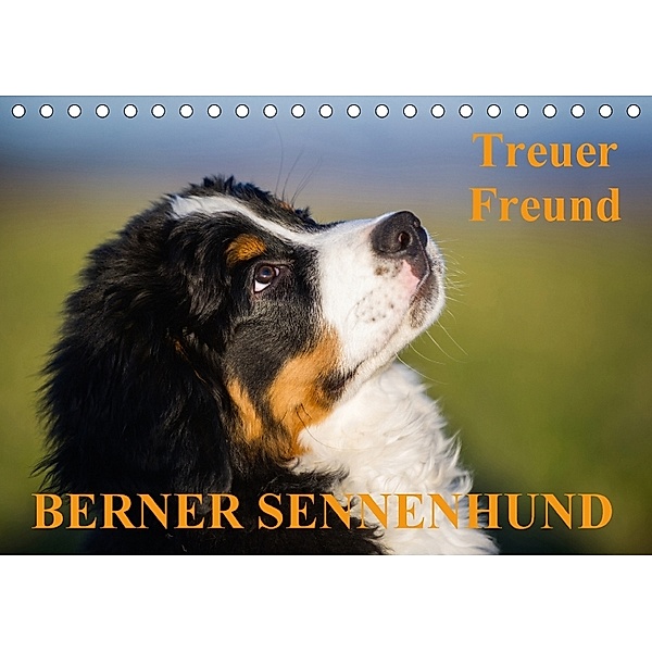 Treuer Freund Berner Sennenhund (Tischkalender 2018 DIN A5 quer), Sigrid Starick