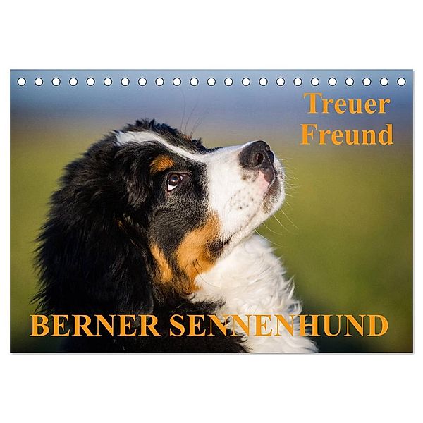 Treuer Freund Berner Sennenhund (Tischkalender 2024 DIN A5 quer), CALVENDO Monatskalender, Sigrid Starick