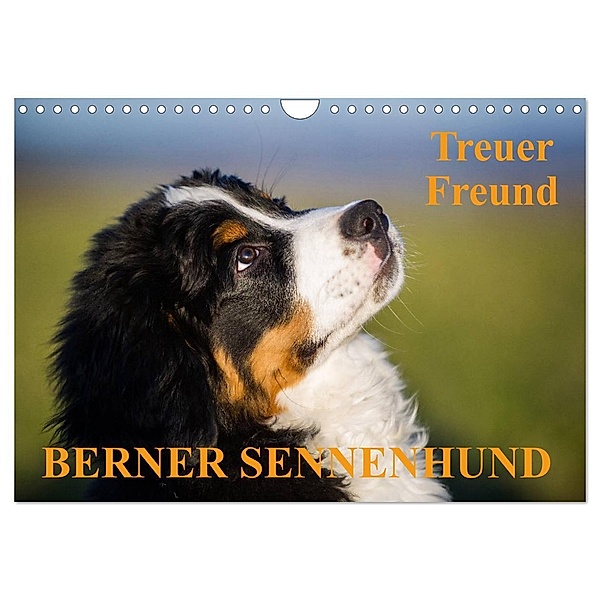 Treuer Freund Berner Sennenhund (Wandkalender 2024 DIN A4 quer), CALVENDO Monatskalender, Sigrid Starick