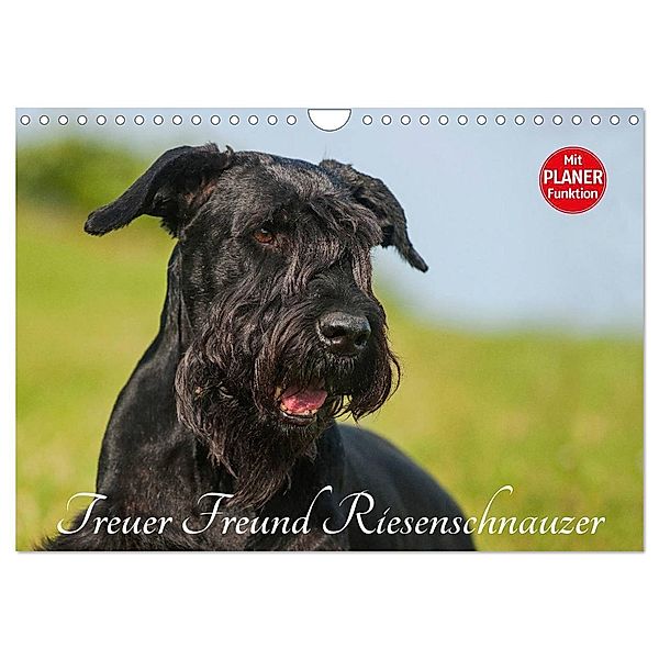 Treuer Freund Riesenschnauzer (Wandkalender 2024 DIN A4 quer), CALVENDO Monatskalender, Sigrid Starick