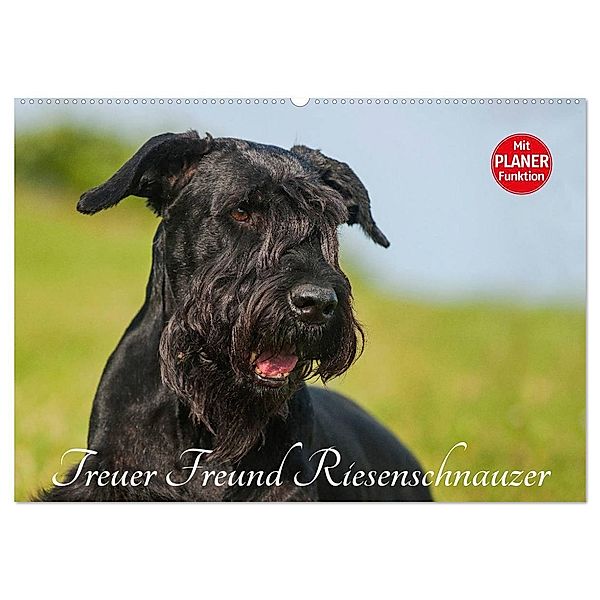 Treuer Freund Riesenschnauzer (Wandkalender 2025 DIN A2 quer), CALVENDO Monatskalender, Calvendo, Sigrid Starick