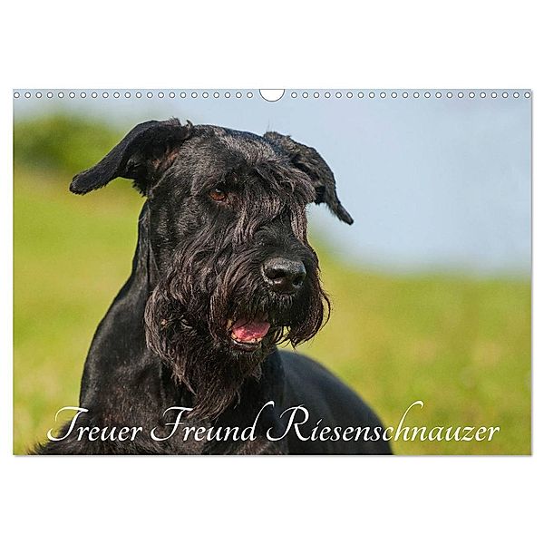 Treuer Freund Riesenschnauzer (Wandkalender 2025 DIN A3 quer), CALVENDO Monatskalender, Calvendo, Sigrid Starick