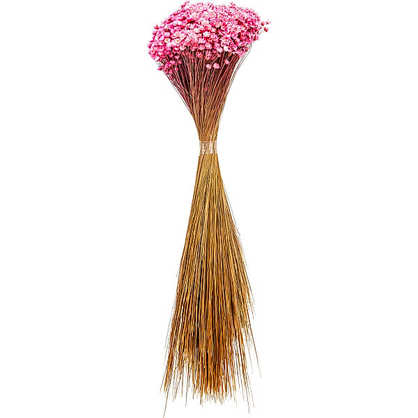 Trockenblumen-Bund Glixia (Farbe: pink)