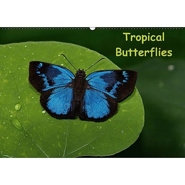 Tropical Butterflies / UK-version (Wall Calendar perpetual DIN A2 Landscape), Stefan Dummermuth