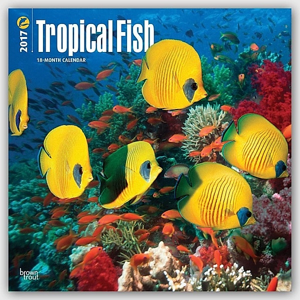 Tropical Fish 2017