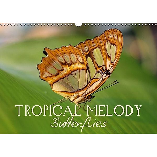 Tropical Melody Butterflies (Wall Calendar 2017 DIN A3 Landscape), Vronja Photon