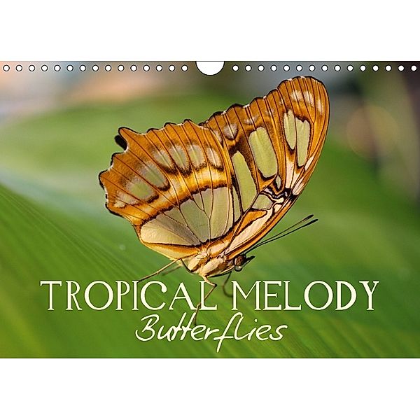 Tropical Melody Butterflies (Wall Calendar 2018 DIN A4 Landscape), Vronja Photon