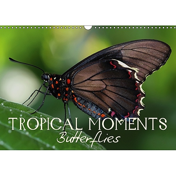 Tropical Moments Butterflies (Wall Calendar 2018 DIN A3 Landscape), Vronja Photon