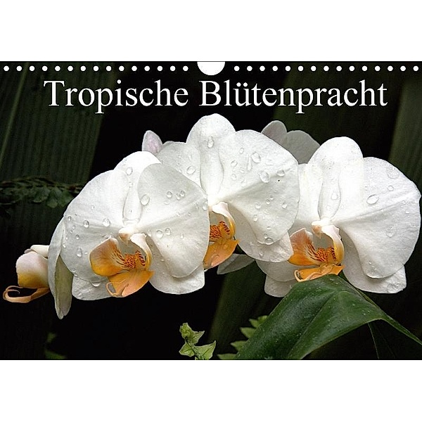 Tropische Blütenpracht (Wandkalender 2017 DIN A4 quer), Arno Klatt