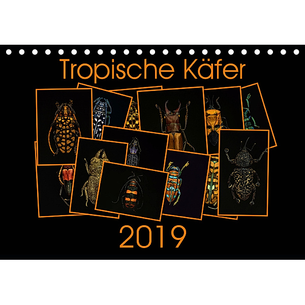 Tropische K?fer (Tischkalender 2019 DIN A5 quer), Burkhard Körner