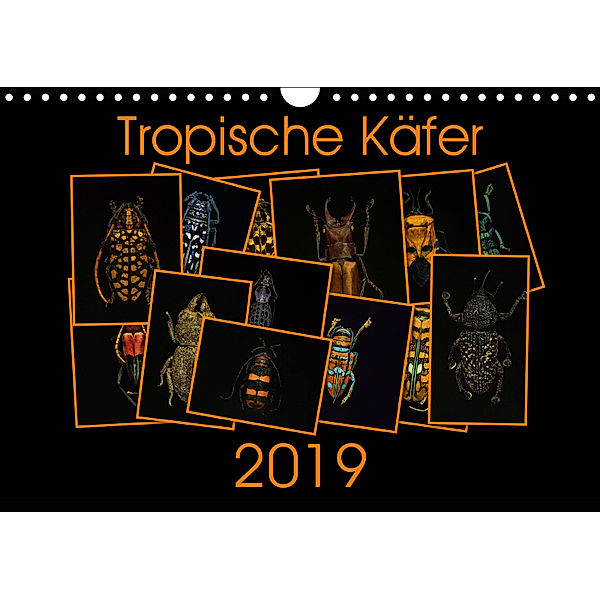 Tropische K?fer (Wandkalender 2019 DIN A4 quer), Burkhard Körner