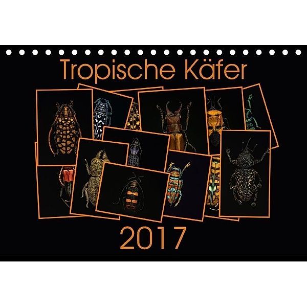 Tropische Käfer (Tischkalender 2017 DIN A5 quer), Burkhard Körner