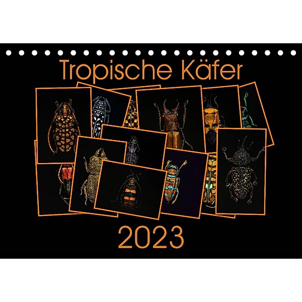 Tropische Käfer (Tischkalender 2023 DIN A5 quer), Burkhard Körner