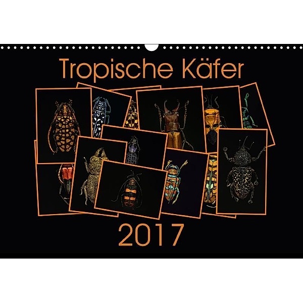 Tropische Käfer (Wandkalender 2017 DIN A3 quer), Burkhard Körner