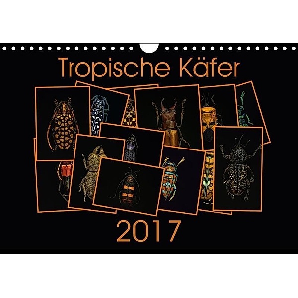 Tropische Käfer (Wandkalender 2017 DIN A4 quer), Burkhard Körner