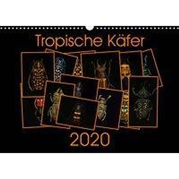 Tropische Käfer (Wandkalender 2020 DIN A3 quer), Burkhard Körner
