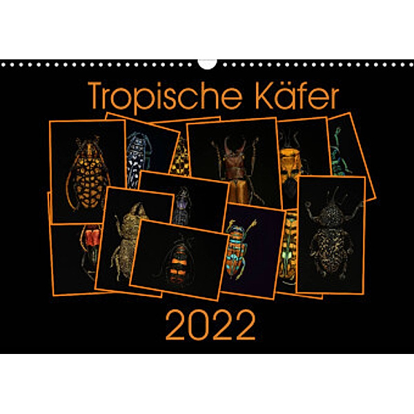 Tropische Käfer (Wandkalender 2022 DIN A3 quer), Burkhard Körner
