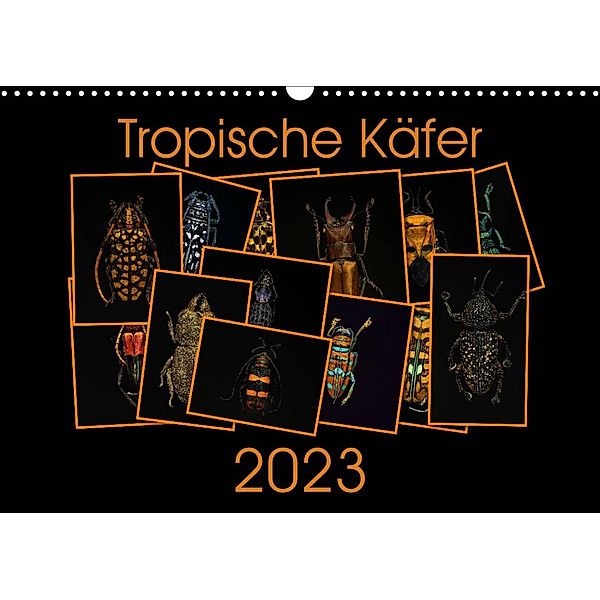 Tropische Käfer (Wandkalender 2023 DIN A3 quer), Burkhard Körner