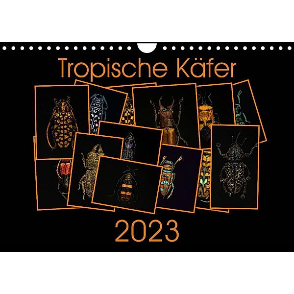 Tropische Käfer (Wandkalender 2023 DIN A4 quer), Burkhard Körner