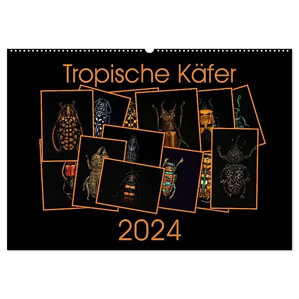 Tropische Käfer (Wandkalender 2024 DIN A2 quer), CALVENDO Monatskalender, Burkhard Körner
