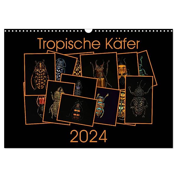 Tropische Käfer (Wandkalender 2024 DIN A3 quer), CALVENDO Monatskalender, Burkhard Körner