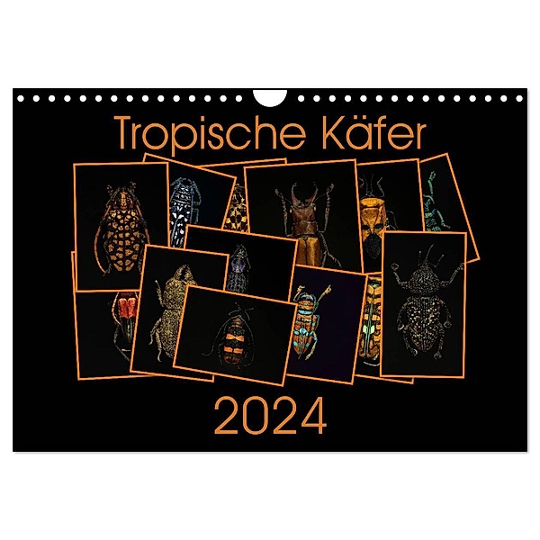 Tropische Käfer (Wandkalender 2024 DIN A4 quer), CALVENDO Monatskalender, Burkhard Körner