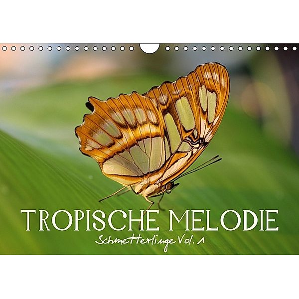 Tropische Melodie - Schmetterlinge Vol.1 (Wandkalender 2018 DIN A4 quer), Veronika Verenin