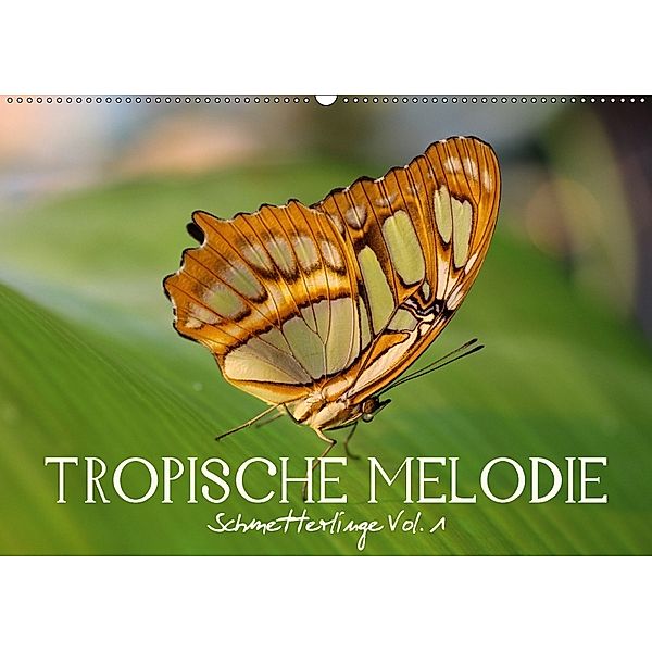 Tropische Melodie - Schmetterlinge Vol.1 (Wandkalender 2018 DIN A2 quer), Veronika Verenin
