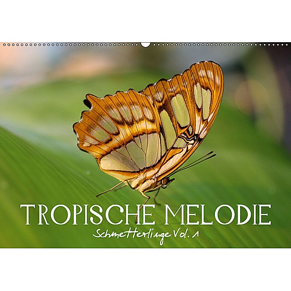 Tropische Melodie - Schmetterlinge Vol.1 (Wandkalender 2019 DIN A2 quer), Veronika Verenin