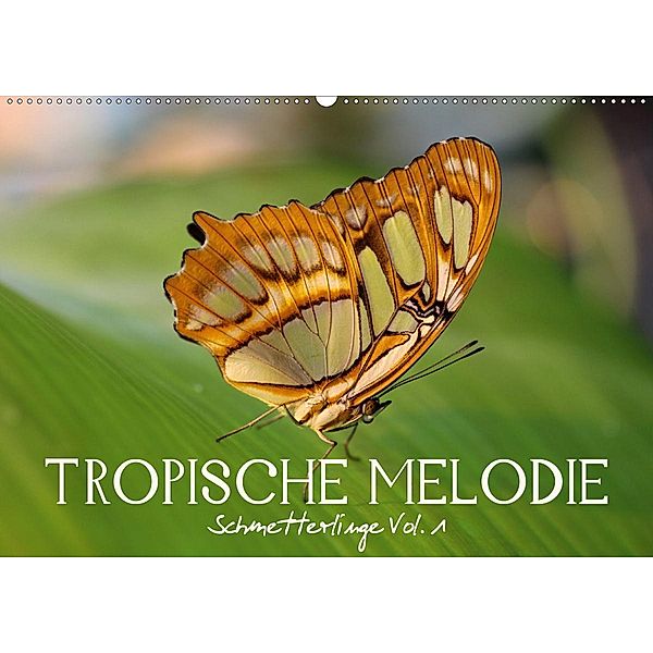 Tropische Melodie - Schmetterlinge Vol.1 (Wandkalender 2020 DIN A2 quer), Veronika Verenin