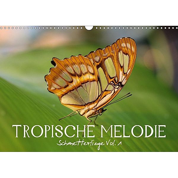 Tropische Melodie - Schmetterlinge Vol.1 (Wandkalender 2021 DIN A3 quer), Veronika Verenin