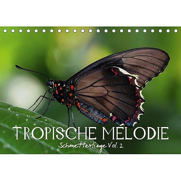 Tropische Melodie - Schmetterlinge Vol.2 (Tischkalender 2018 DIN A5 quer), Veronika Verenin