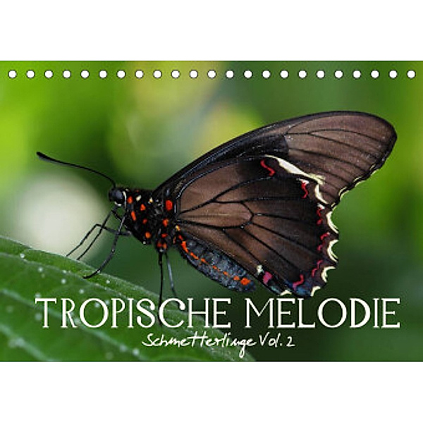 Tropische Melodie - Schmetterlinge Vol.2 (Tischkalender 2022 DIN A5 quer), Vronja Photon (Veronika Verenin)